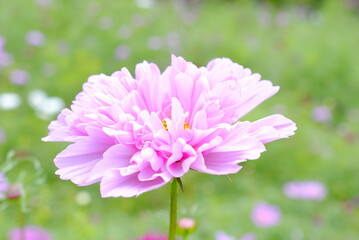 a pink double click cosmos