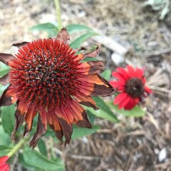 Flower Garden Photos