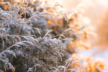 frosty weather. Thuja branches in white frost in the rays of the sun on a light blurred...