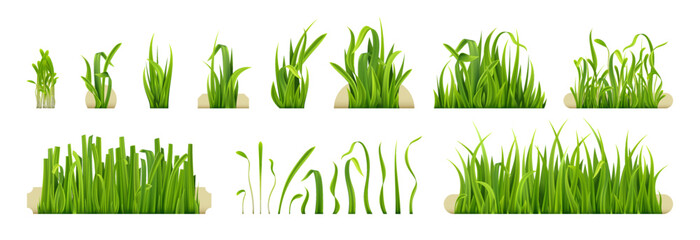Spring vegetation. Realistic garden grasses, green bunch of grass and close up lawn grass bar vector set