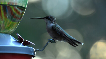 Ruby-throated Hummingbird sitting at a feeder