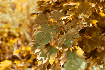 translucent autumn leaves with the sunset sun in the background