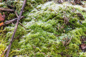 Fototapeta premium Frosty meadow in Mt. Hiei (Hieizan), Shiga, Japan in winter season. The place is utterly neglected and wild.