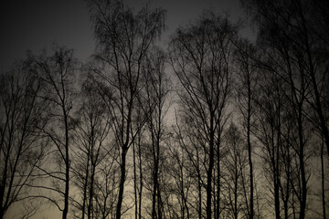 Shadows of trees against sky. Silhouettes of trees.