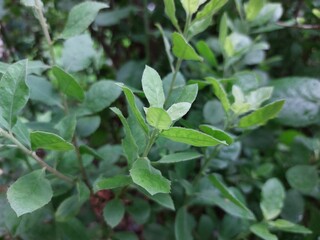 Pluchea indica leaves