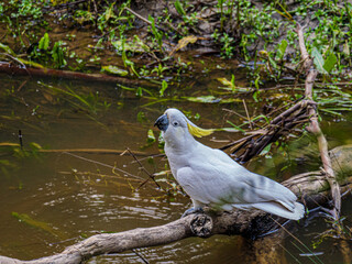Cockatoo Near Water