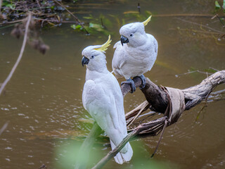 Two Cockatoos Near Water