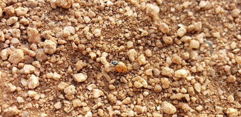 Insecto caminando