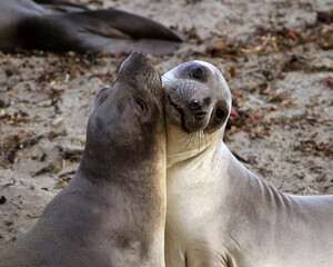 Fototapeta premium Elephant Seal