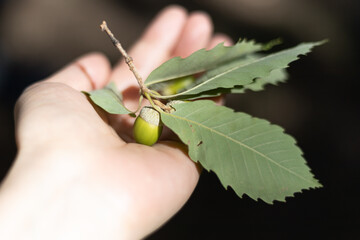てのひらに乗った葉と枝付きの青いどんぐり
