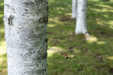 公園に植栽されている白樺の幹