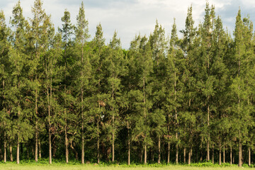 arboles pino pinos verdes Jujuy argentina 