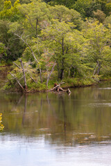 lake in the forest