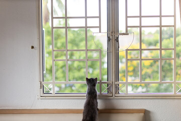 A little grey cat waiting to catch birds by a window inside a house