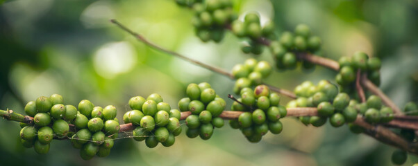 Banner Green coffee bean berry plant with sunlight. Panorama Fresh raw seed coffee tree growth in eco organic farm morning time. Close up Green seed berries arabica coffee garden with copy space