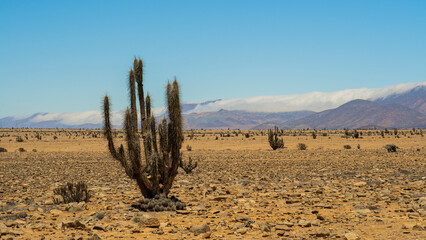 cactus con muchas espinas, en medio del desierto chileno con fondo de cielo azul y  montañas