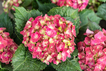 Blooming vibrant red and blue Hydrangea flowers in pot