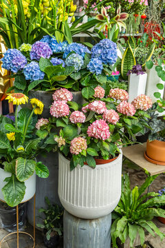 Blooming vibrant red and blue Hydrangea flowers in pot