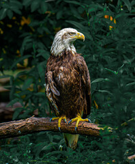 Bald Eagle