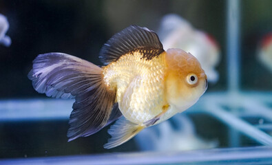 Goldfish at aquarium fish, from Asia.The goldfish on Chinese sign brings a prosperity and good luck.	