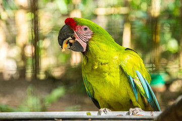 Great green macaw (Ara ambiguus) closeup, Copan, Honduras