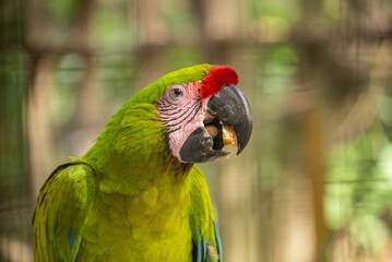 Great green macaw (Ara ambiguus) closeup, Copan, Honduras