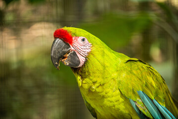 Great green macaw (Ara ambiguus) closeup, Copan, Honduras
