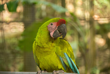 Great green macaw (Ara ambiguus) closeup, Copan, Honduras