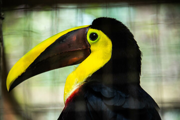 Black mandible toucan (Ramphastos Ambiguus) closeup, Copan, Honduras