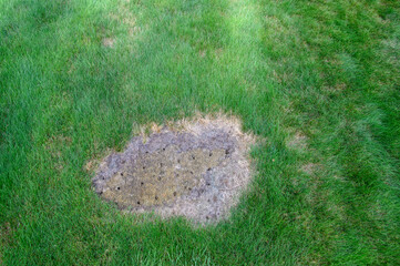 Lush green grass surrounding a dead spot in a lawn, aeriated in preparation for re-seeding
