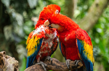 Scarlet macaw (Ara macao) closeup, Copan, Honduras