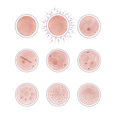 受精卵の成長過程の水彩イラスト