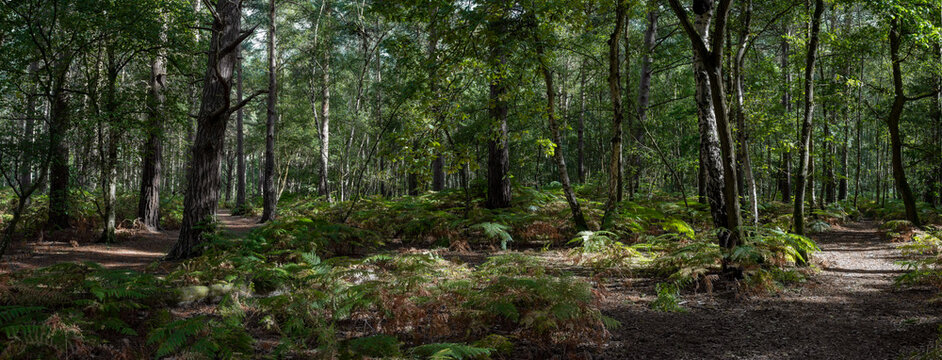 Woodland and forest path in Hampshire, England, UK