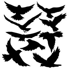 Set of black isolated silhouettes of bird. Collection of different birds position.