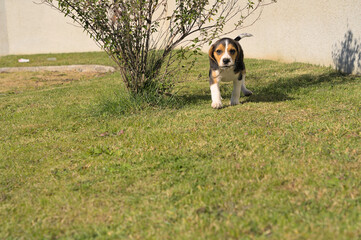 Portrait of a two-months old beagle puppy running in the park
