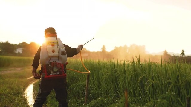 Farmers are using a sprayer. Spraying chemicals on rice fields to nourish and prevent pests. concept of chemical use in agriculture The warm light of the evening