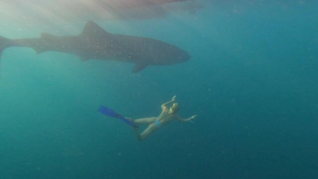 Super slow motion of sexy blonde girl swimming underwater close to a big whale shark