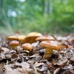 essbare Gold-Röhrlinge, Suillus grevillei im Herbst im Wald in der Colbitz-Letzlinger Heide