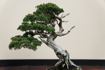 A beautiful Sargent Juniper bonsai tree with green leaves