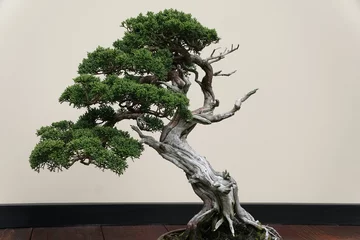  A beautiful Sargent Juniper bonsai tree with green leaves © K.A