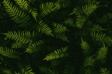Naklejka na ściany i meble fern leaf background