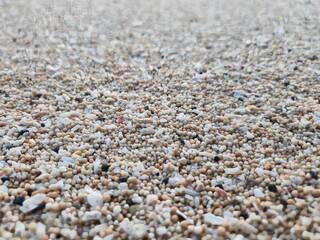 sand and shells