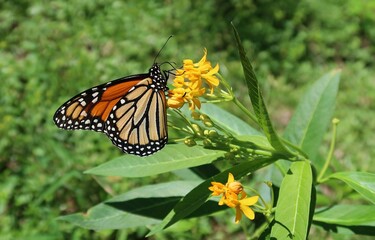 Monarch butterfly on asclepias flowers in Florida nature, closeup 