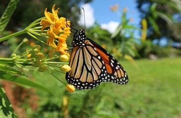 Beautiful Monarch butterfly on asclepias flowers in Florida nature, closeup