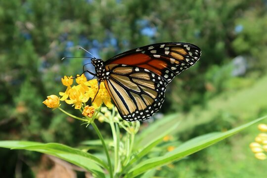 Monarch butterfly on asclepias flowers in Florida nature, closeup