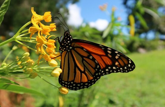 Closeup of Monarch butterfly on yellow flower on blue sky