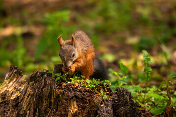 Naklejka na ściany i meble a beautiful squirrel on a tree stump eats nuts