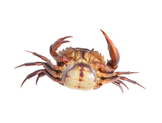 Crab isolated on transparent png