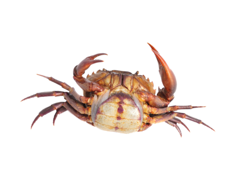 Crab isolated on transparent png