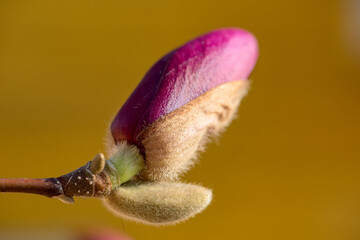 Magnolia in bud
